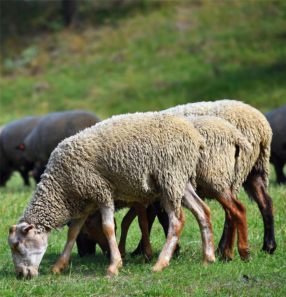 Qurbani Sheep Medium Collection