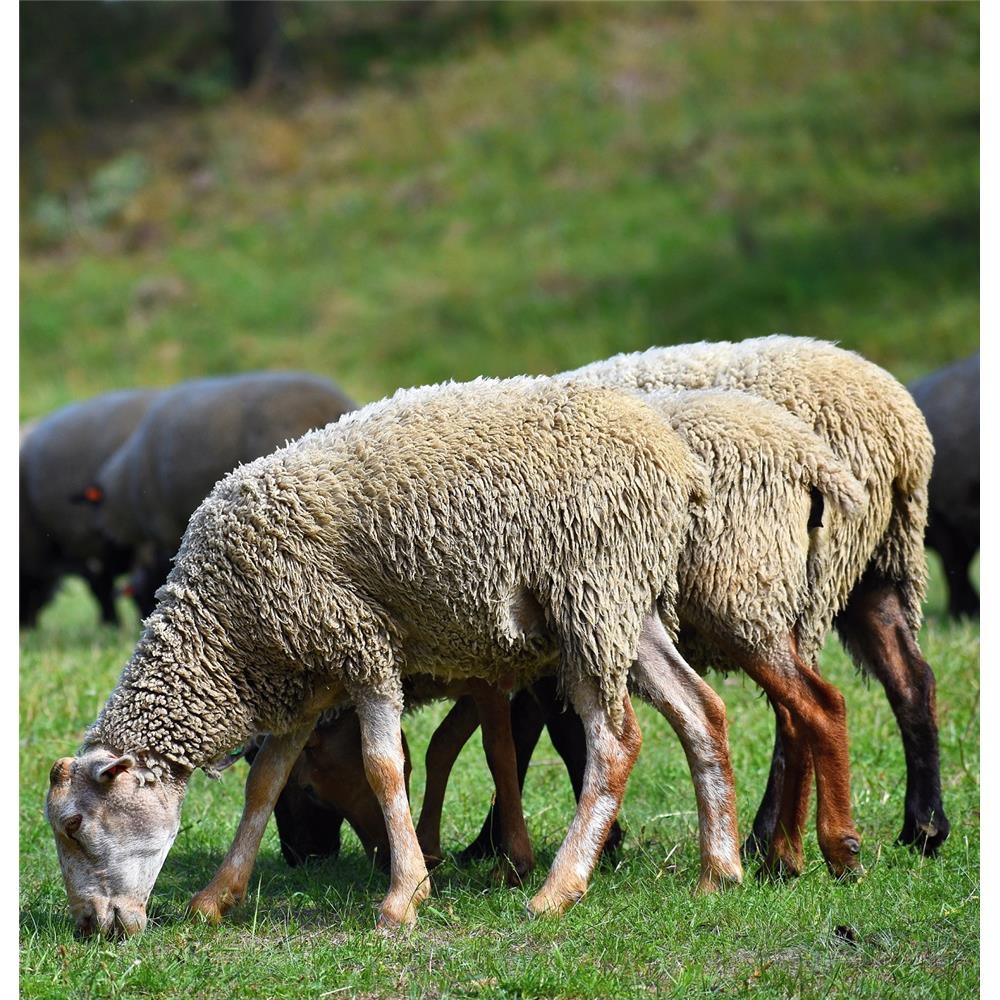 Qurbani Sheep Medium Collection