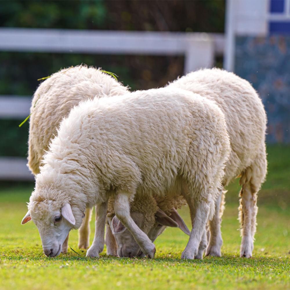 Qurbani Lamb Collection