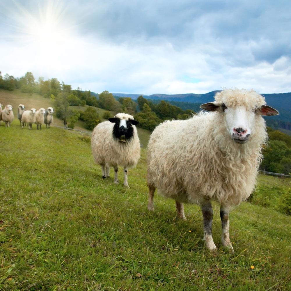 Halal Mutton Aqiqah
